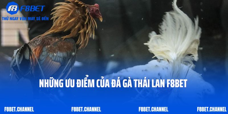 Đá Gà Thái Lan F8bet - Siêu Phẩm Thỏa Mãn Đam Mê Kê Thủ 4 Những ưu điểm của đá gà Thái Lan F8bet