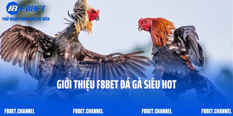 Giới Thiệu F8bet 3 Giới thiệu F8Bet đá gà siêu hot